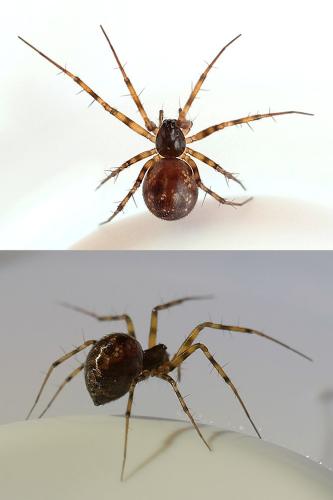 Réf. 336 868 : Lepthyphantes minutus